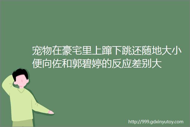 宠物在豪宅里上蹿下跳还随地大小便向佐和郭碧婷的反应差别大